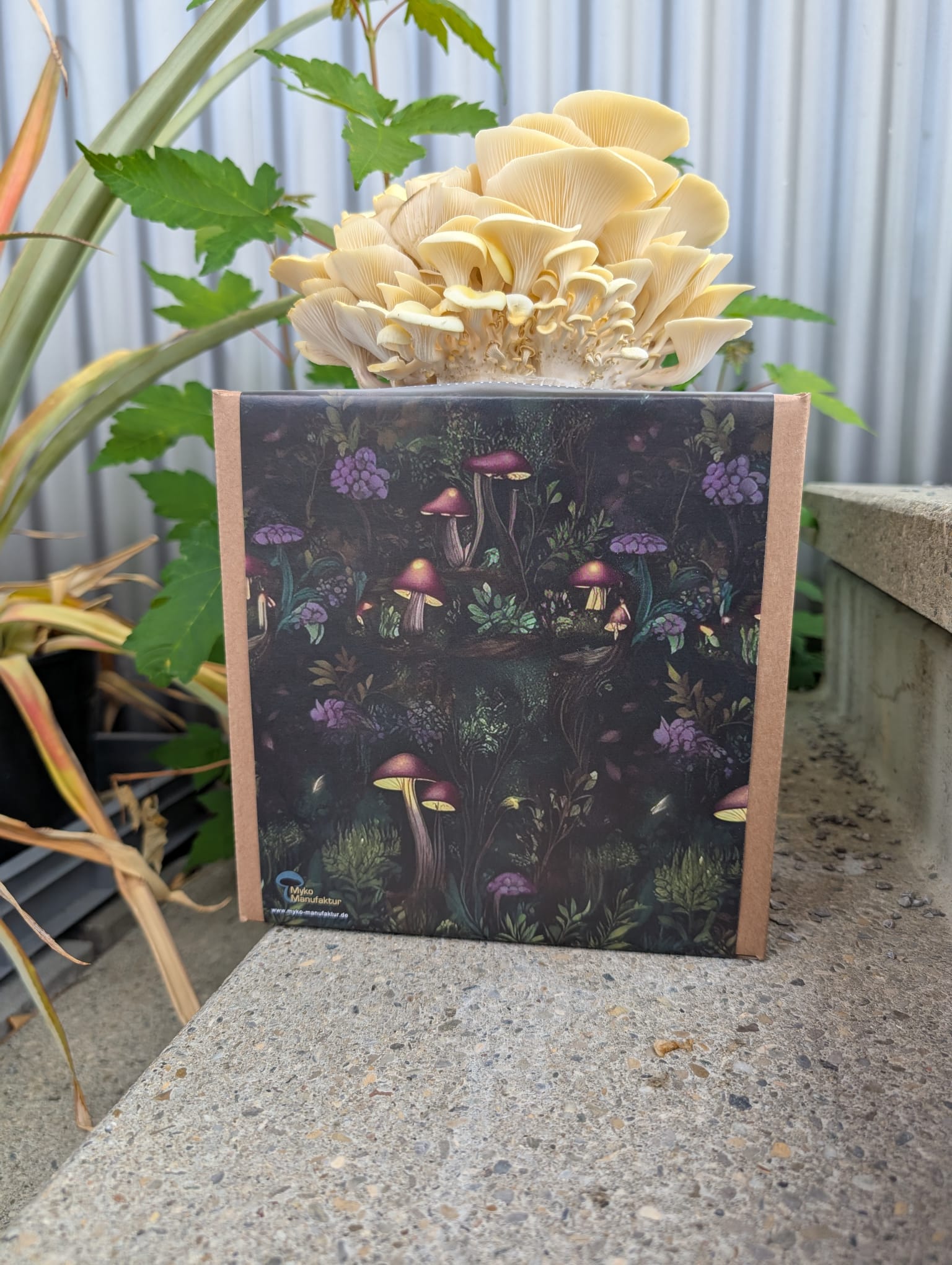 Myko-Box Zuchtanleitung