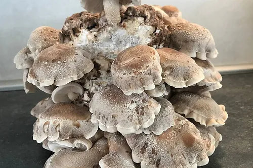 Shiitake | Myko-Bag Zuchtanleitung