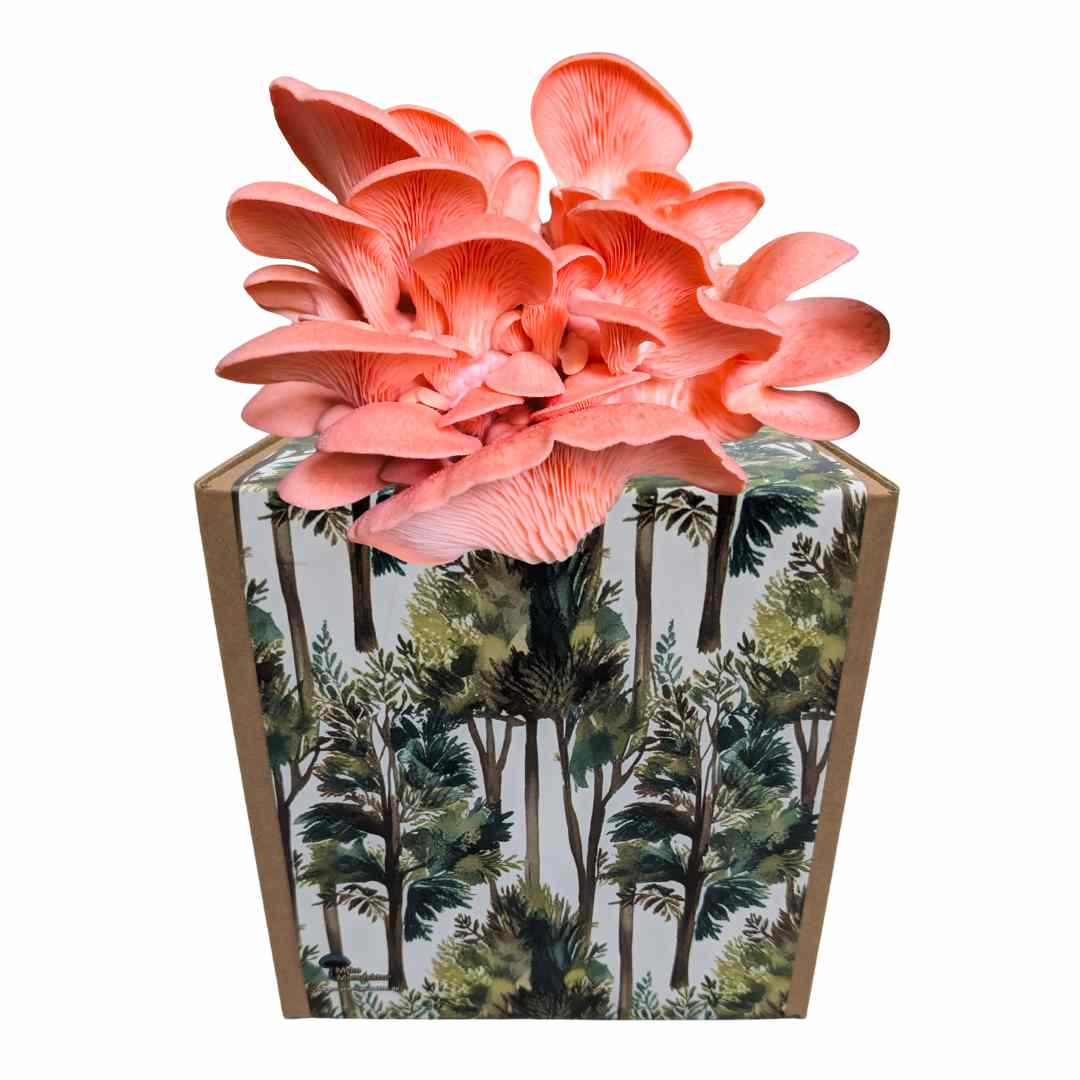 Rosenseitling Fertigkultur in der Myko-Box