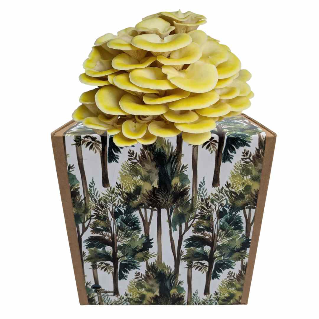 Zitronenseitling Fertigkultur in der Myko-Box