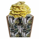 Zitronenseitling Fertigkultur in der Myko-Box