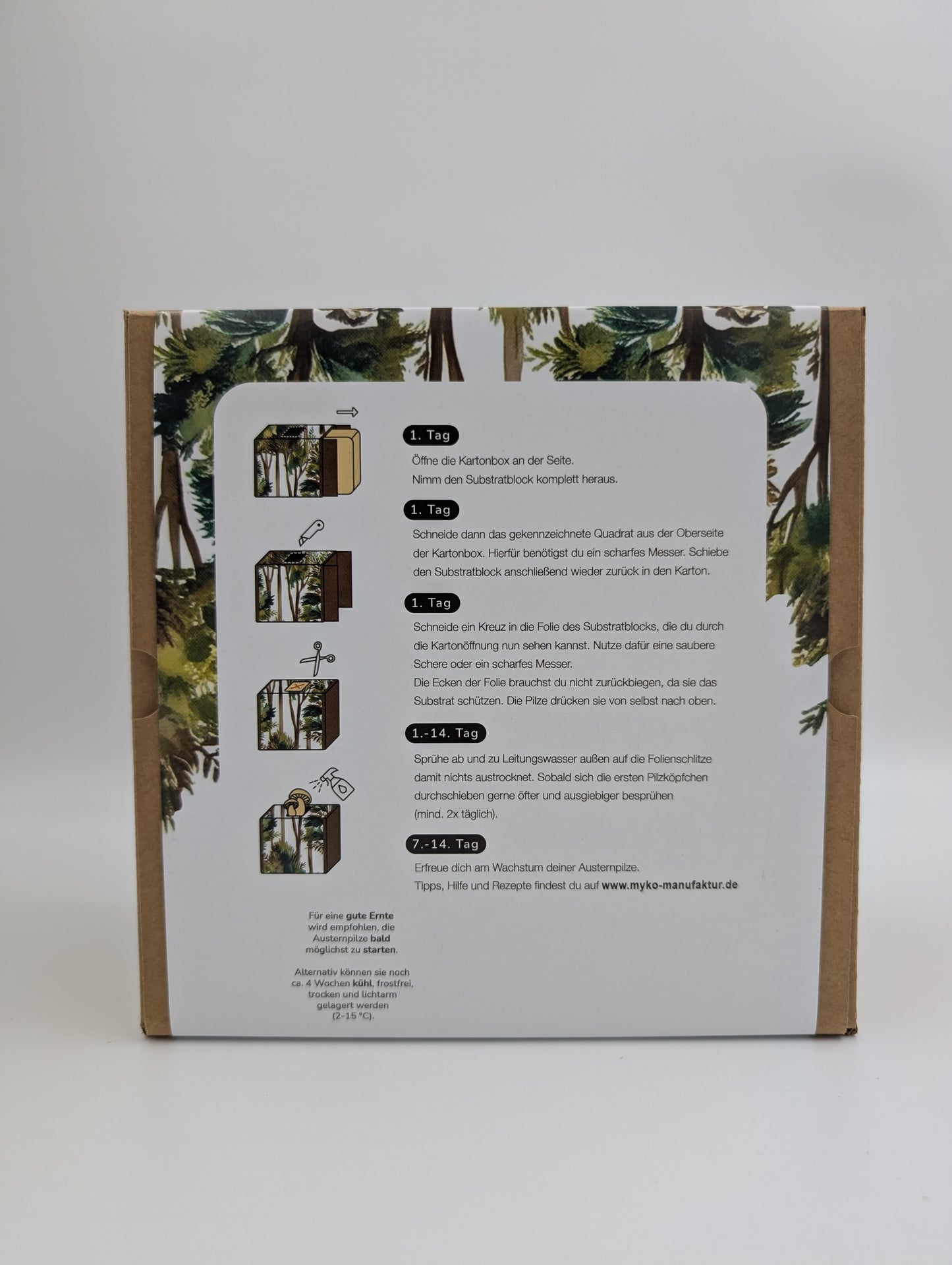 Zitronenseitling Fertigkultur in der Myko-Box