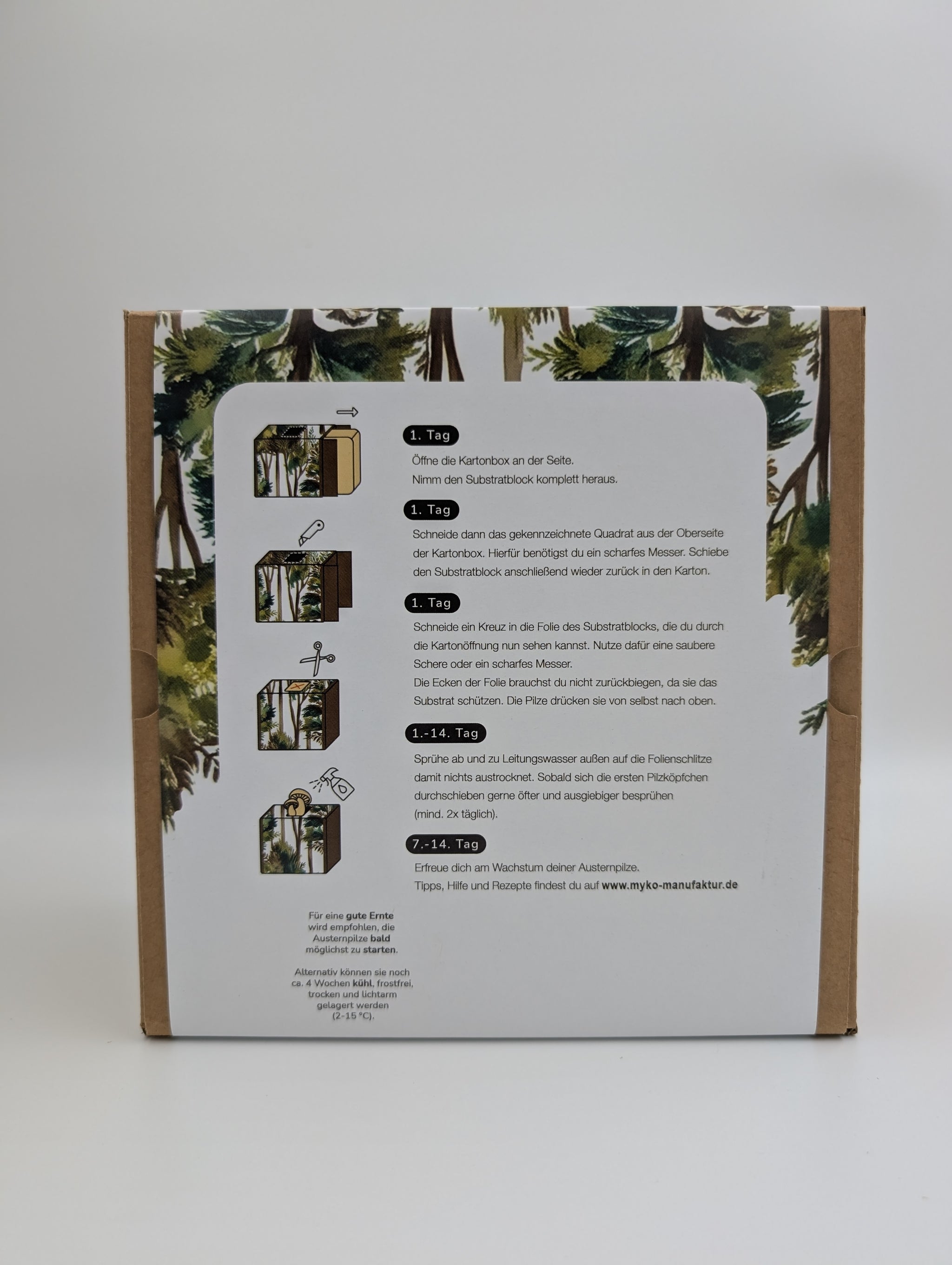 Zitronenseitling Fertigkultur in der Myko-Box