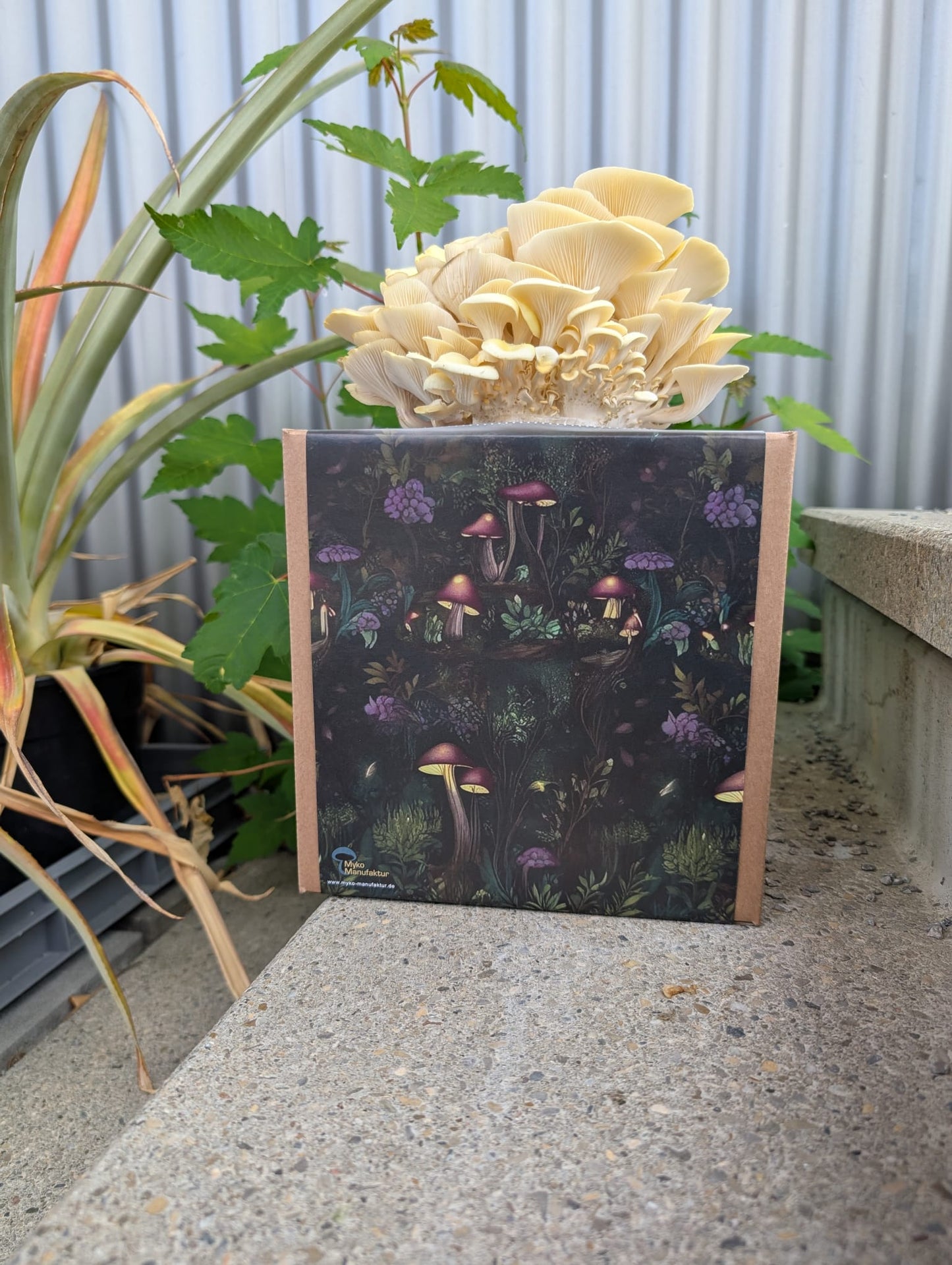 Zitronenseitling Fertigkultur in der Myko-Box