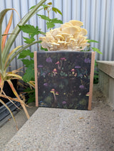 Zitronenseitling Fertigkultur in der Myko-Box