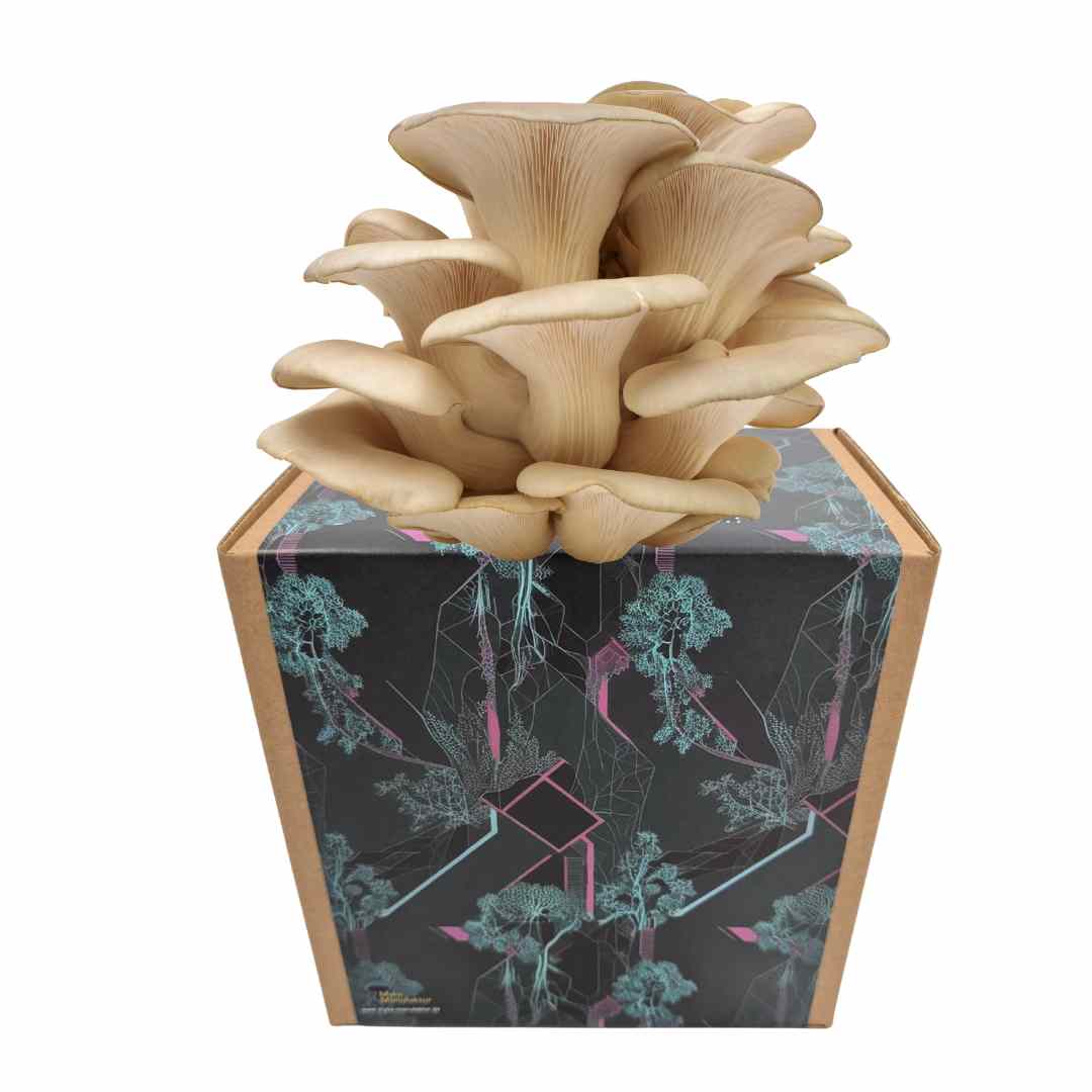 Austernseitling Fertigkultur in der Myko-Box