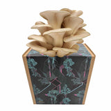 Austernseitling Fertigkultur in der Myko-Box