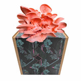 Rosenseitling Fertigkultur in der Myko-Box