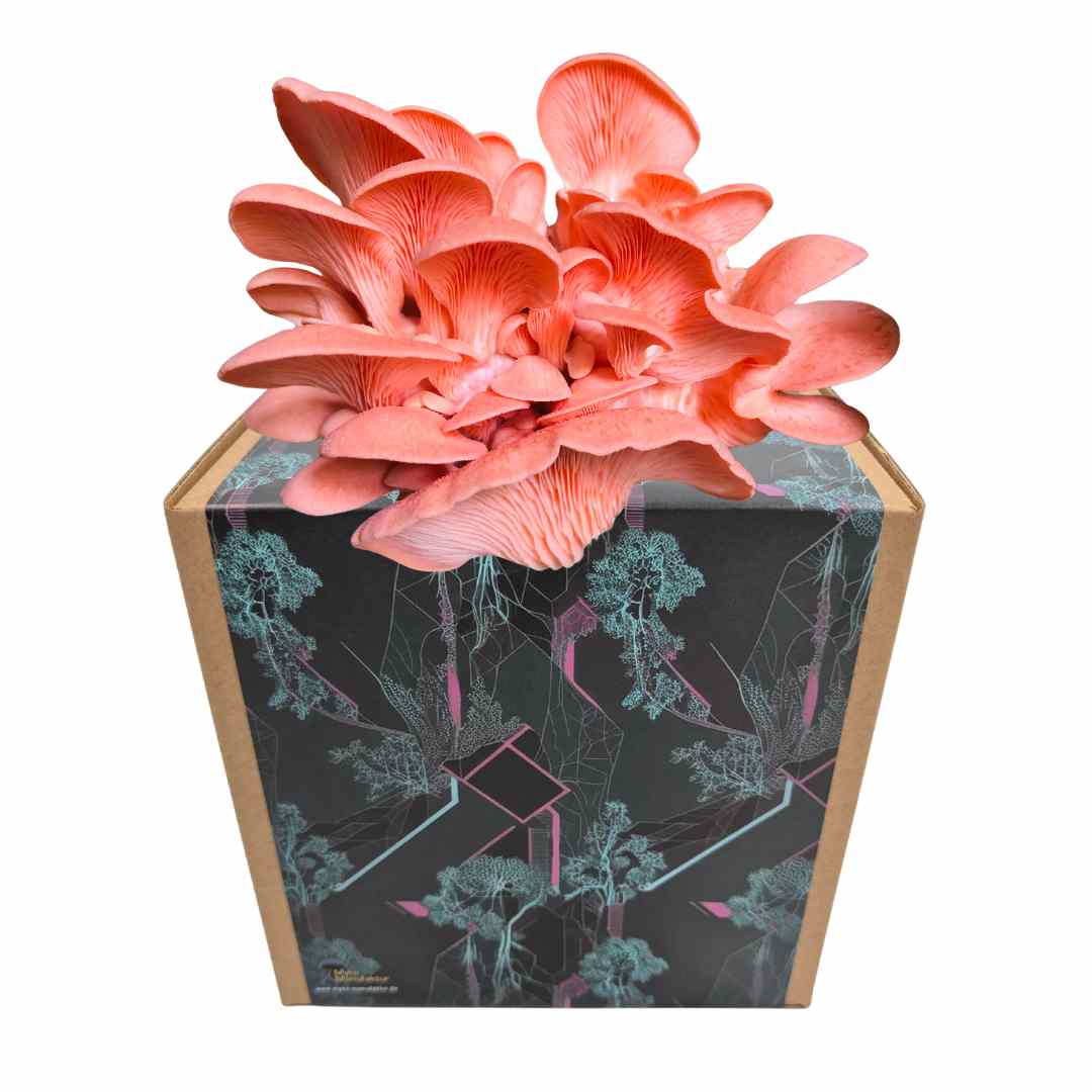 Rosenseitling Fertigkultur in der Myko-Box