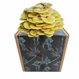 Zitronenseitling Fertigkultur in der Myko-Box