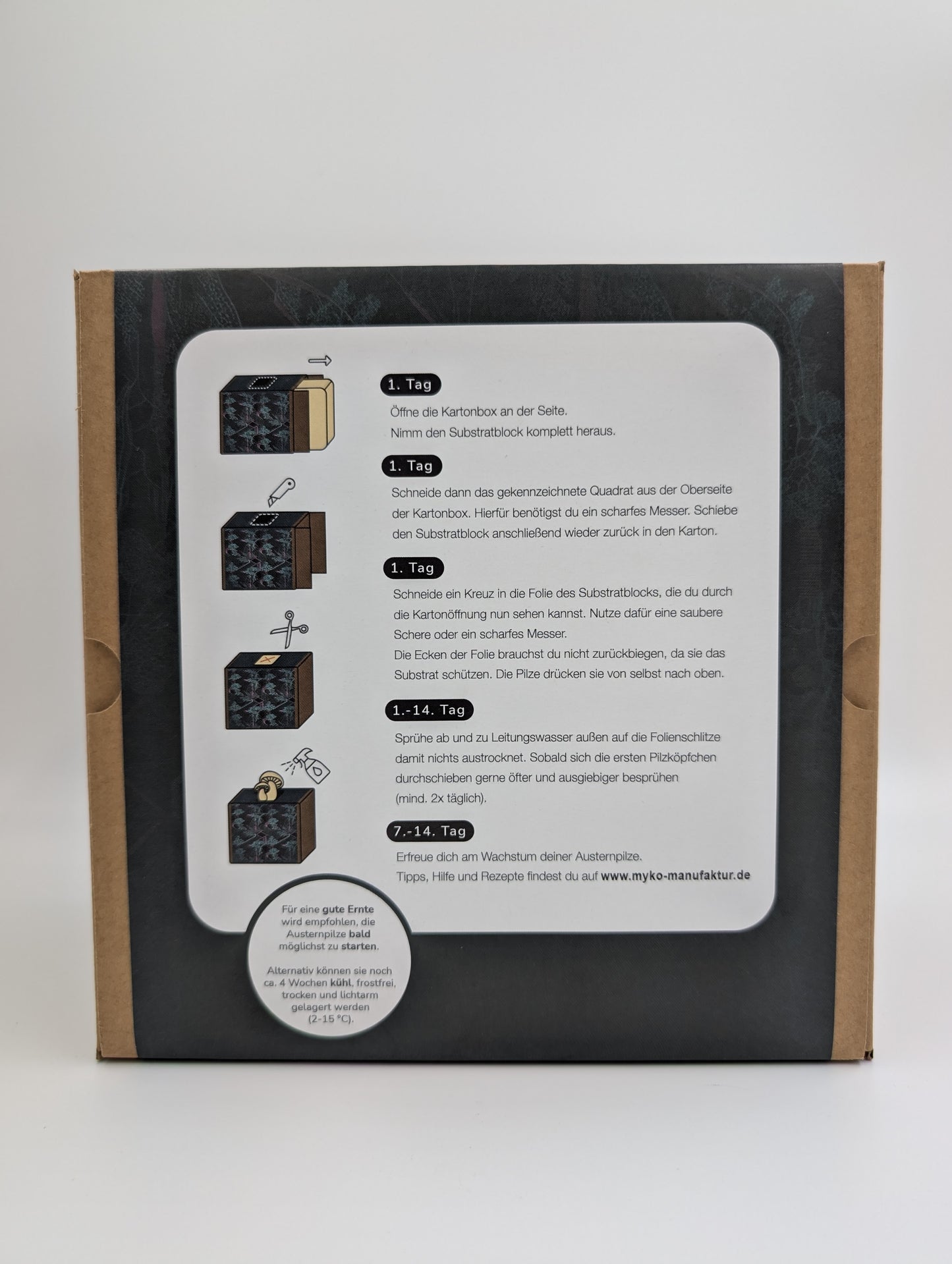 Zitronenseitling Fertigkultur in der Myko-Box