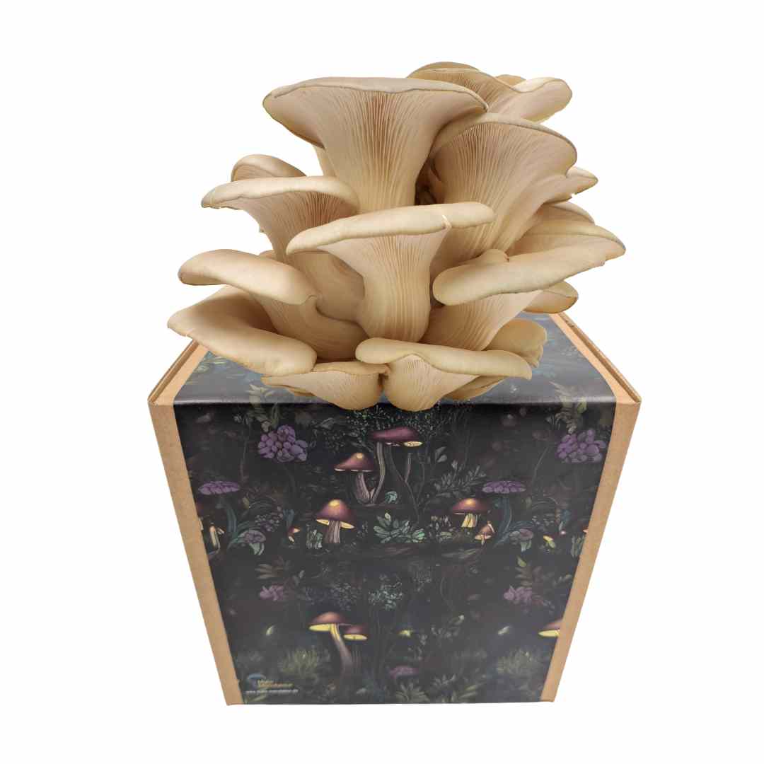 Austernseitling Fertigkultur in der Myko-Box