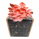 Rosenseitling Fertigkultur in der Myko-Box