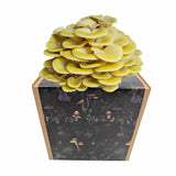 Zitronenseitling Fertigkultur in der Myko-Box