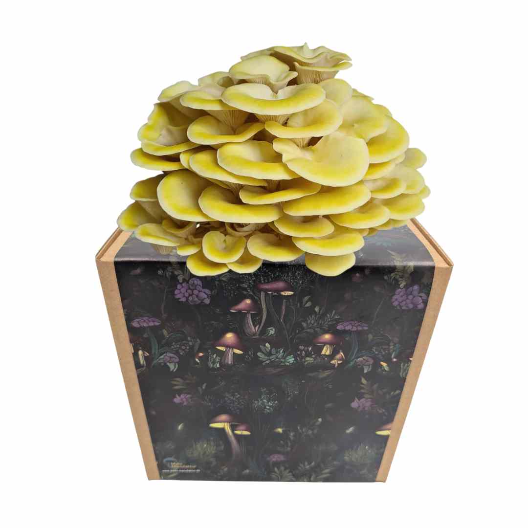 Zitronenseitling Fertigkultur in der Myko-Box