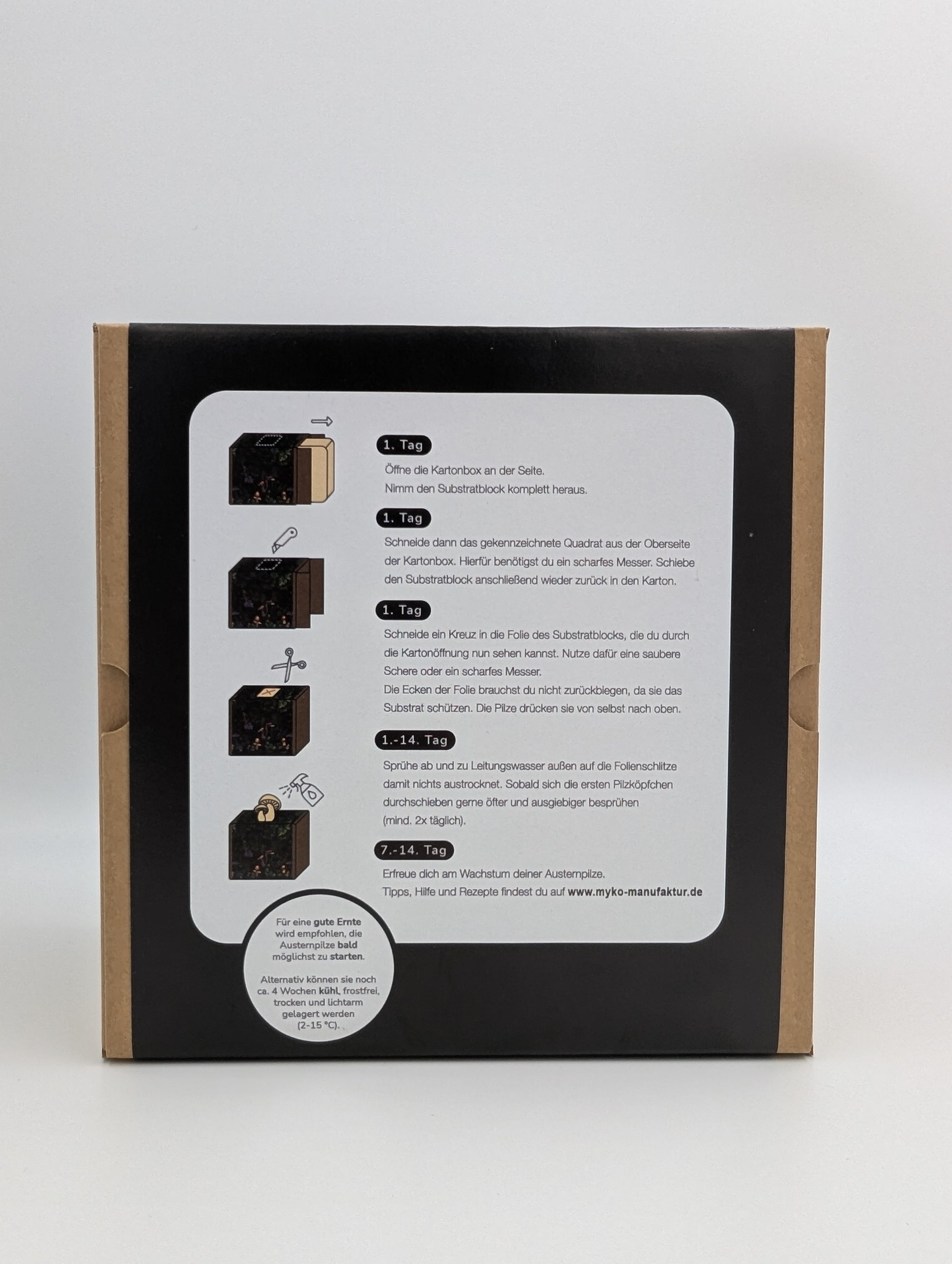 Zitronenseitling Fertigkultur in der Myko-Box