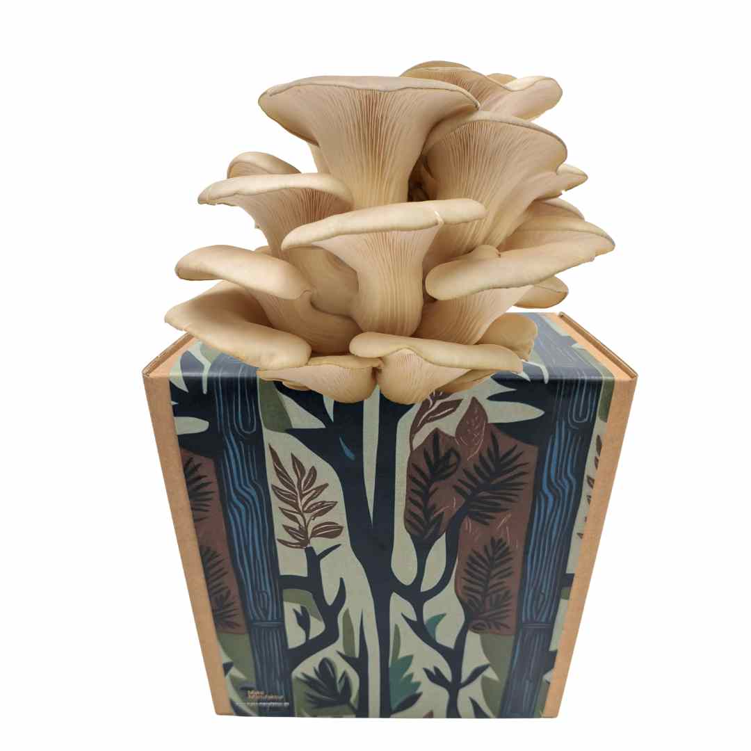 Austernseitling Fertigkultur in der Myko-Box