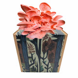 Rosenseitling Fertigkultur in der Myko-Box