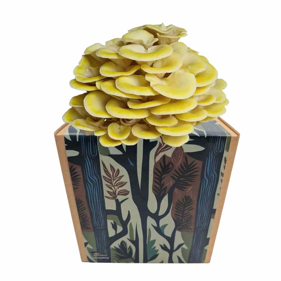 Zitronenseitling Fertigkultur in der Myko-Box