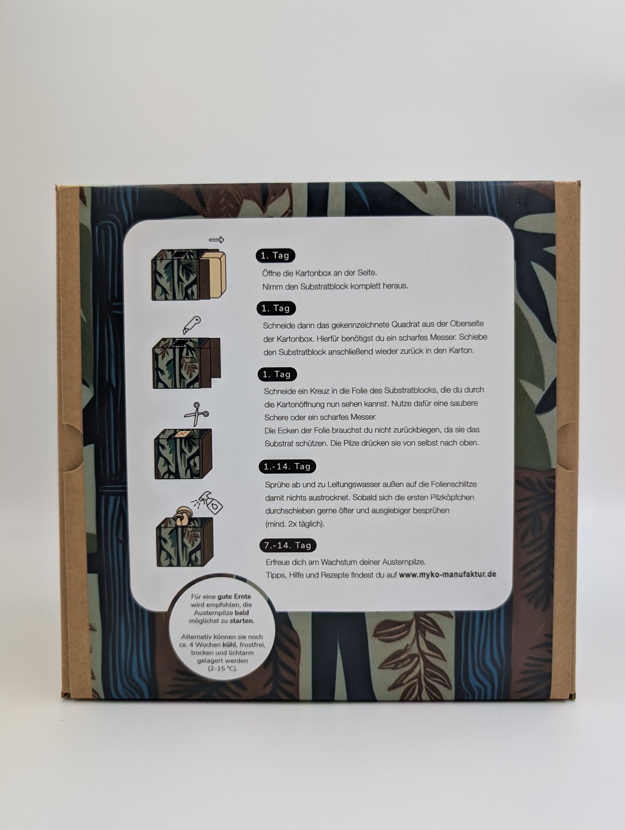 Zitronenseitling Fertigkultur in der Myko-Box