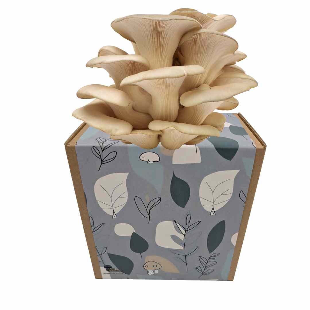 Austernseitling Fertigkultur in der Myko-Box