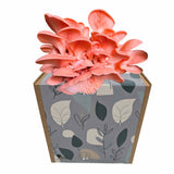 Rosenseitling Fertigkultur in der Myko-Box