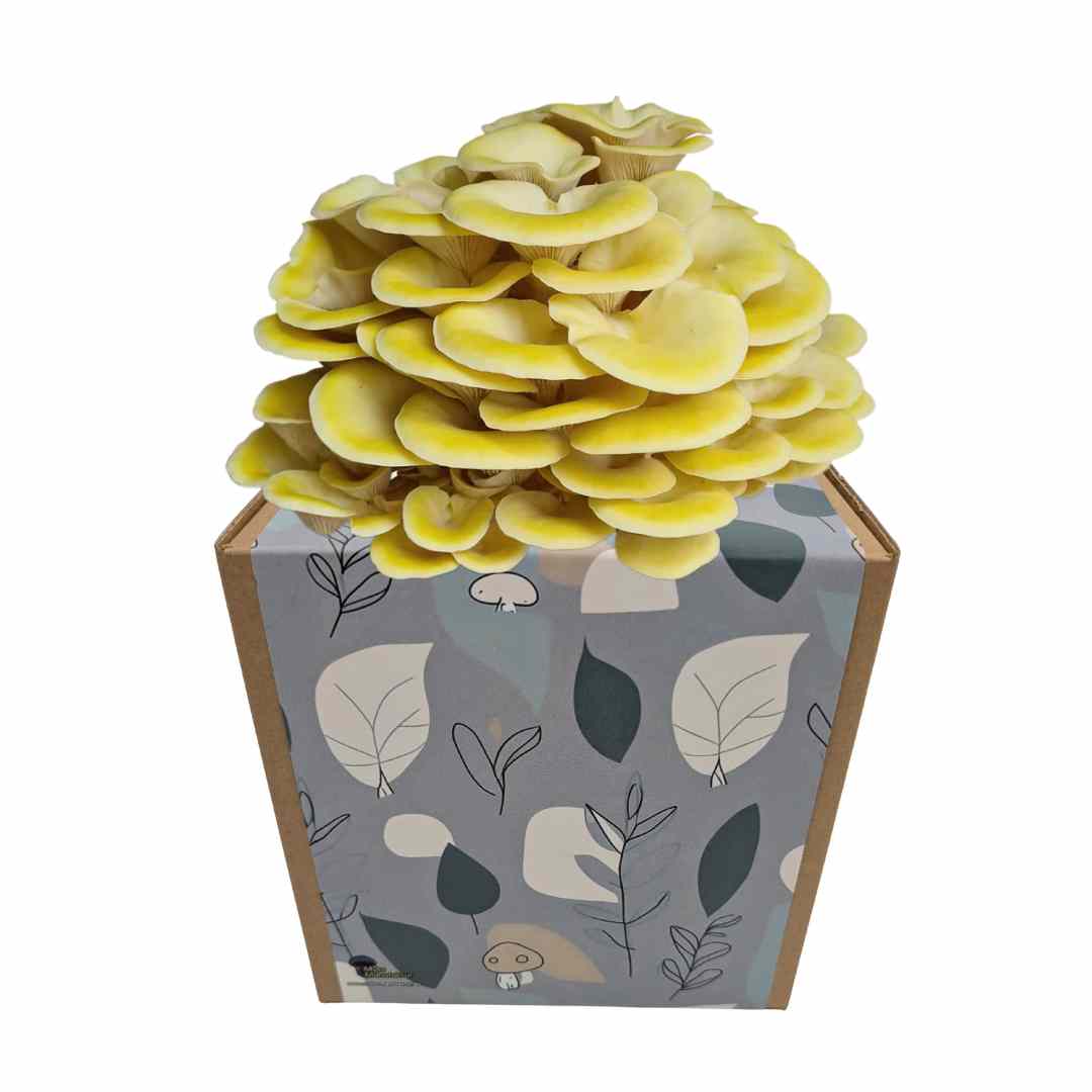 Zitronenseitling Fertigkultur in der Myko-Box