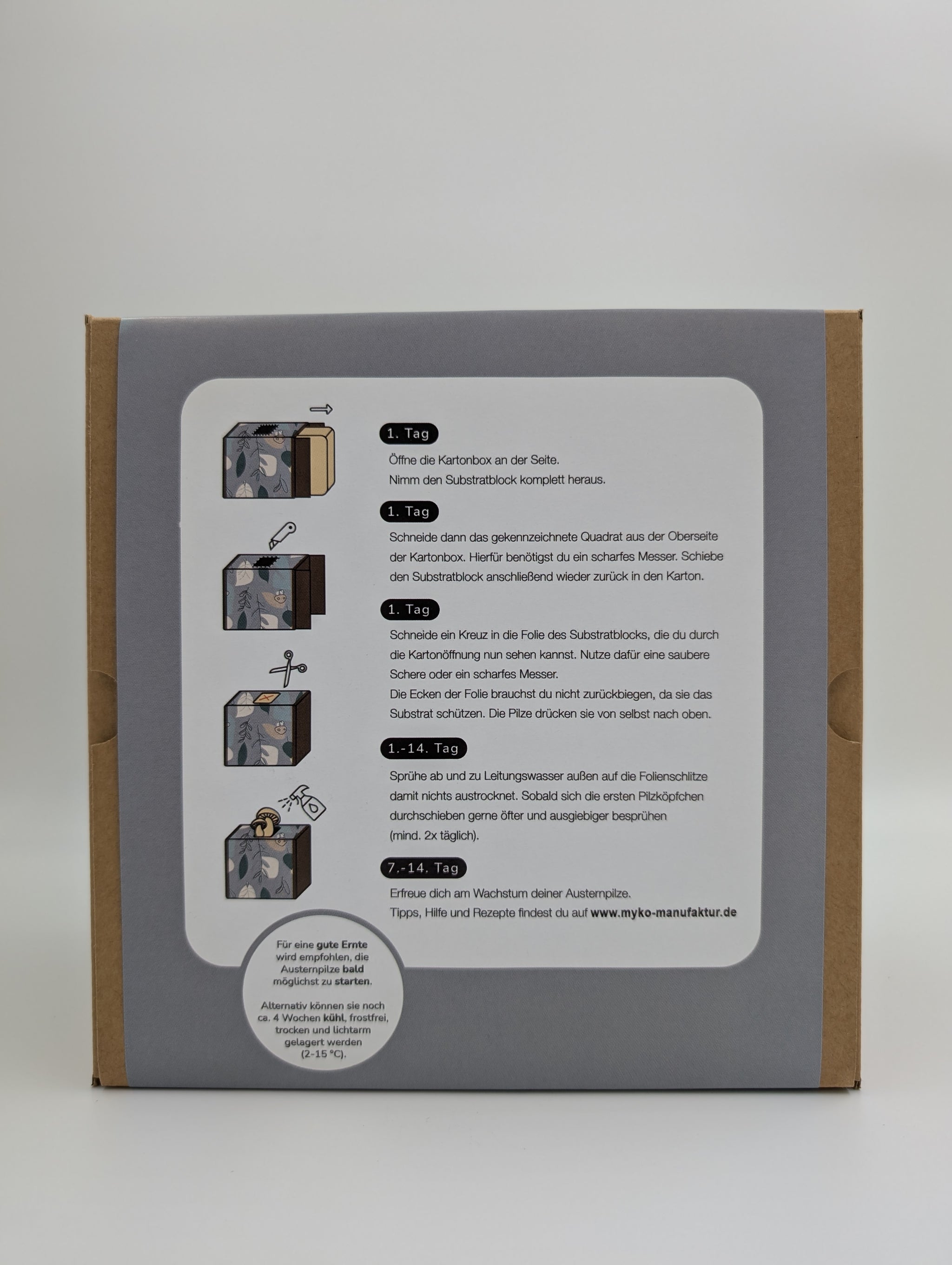 Zitronenseitling Fertigkultur in der Myko-Box