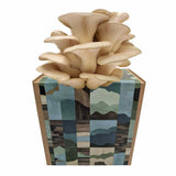 Austernseitling Fertigkultur in der Myko-Box