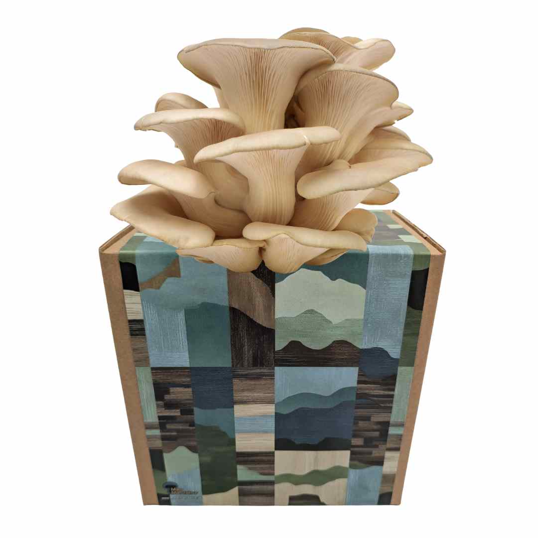 Austernseitling Fertigkultur in der Myko-Box