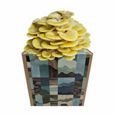 Zitronenseitling Fertigkultur in der Myko-Box