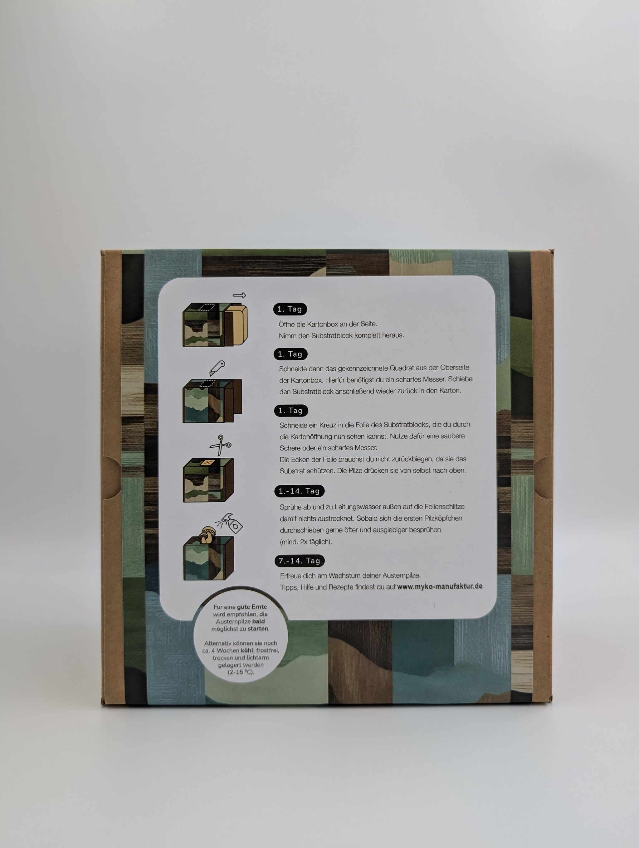 Zitronenseitling Fertigkultur in der Myko-Box