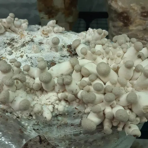 Kräuterseitling Fertigkultur im Myko-Bag