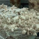 Kräuterseitling Fertigkultur im Myko-Bag