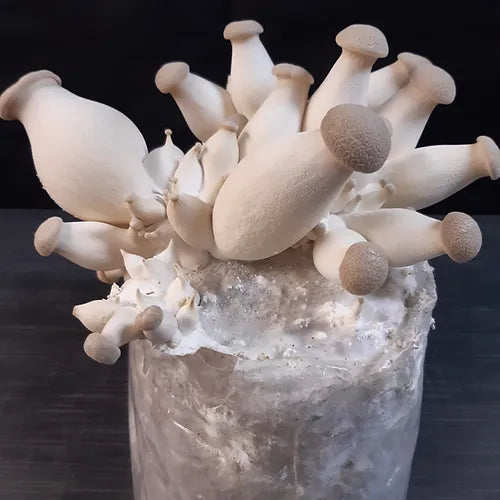 Kräuterseitling Fertigkultur im Myko-Bag