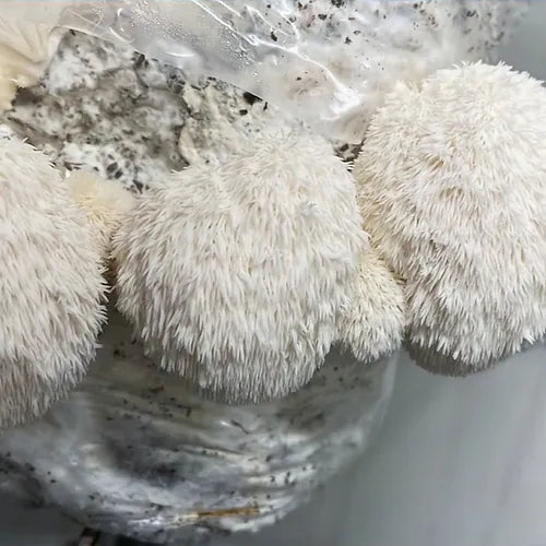 Igelstachelbart (Lion's Mane) Fertigkultur im Myko-Bag