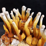 Reishi Fertigkultur im Myko-Bag