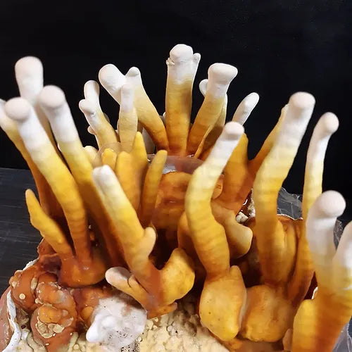 Reishi Fertigkultur im Myko-Bag