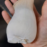 Kräuterseitling Fertigkultur im Myko-Bag