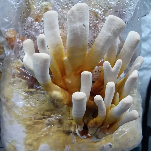 Reishi Fertigkultur im Myko-Bag