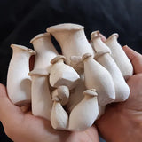 Kräuterseitling Fertigkultur im Myko-Bag