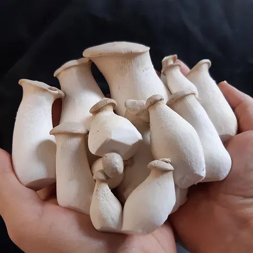 Kräuterseitling Fertigkultur im Myko-Bag