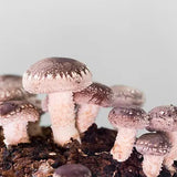 Shiitake Fertigkultur im Myko-Bag
