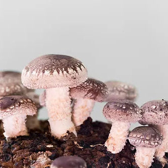 Shiitake Fertigkultur im Myko-Bag