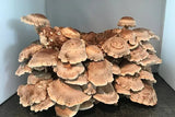 Shiitake Fertigkultur im Myko-Bag