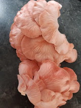 Rosenseitling Fertigkultur in der Myko-Box