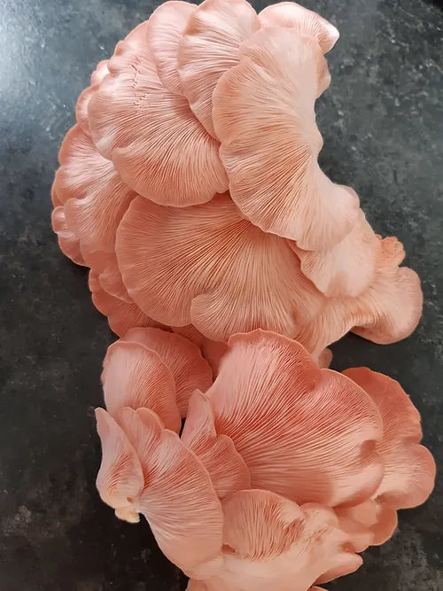 Rosenseitling Fertigkultur in der Myko-Box