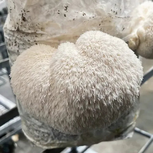 Igelstachelbart-Pilzzuchtset (Lion's Mane) im Myko-Bag