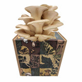 Austernseitling Fertigkultur in der Myko-Box