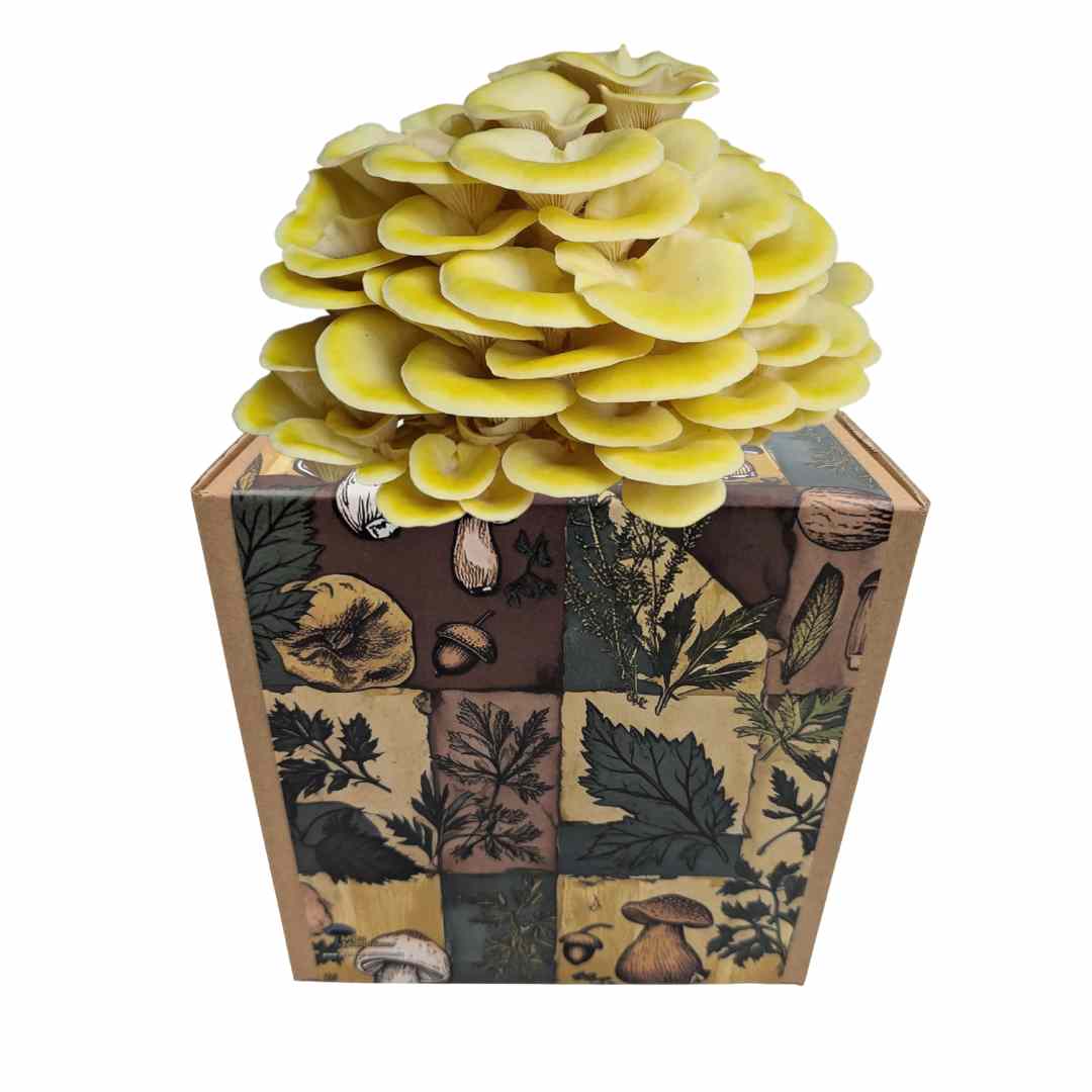 Zitronenseitling Fertigkultur in der Myko-Box